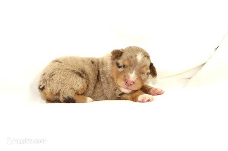 Loretta – Australian Shepherd puppy for sale in Russellville, KY