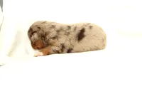 Loretta, a female Australian Shepherd for sale in Russellville, KY – Photo 2 of 3