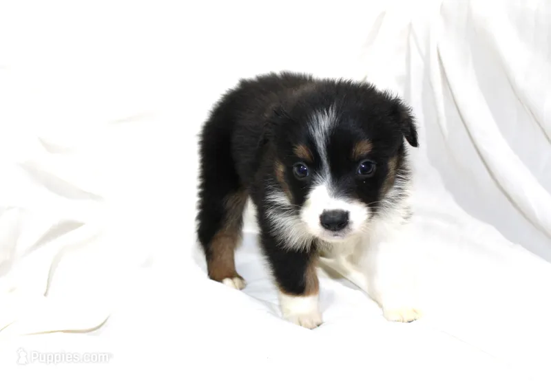 Abilene – Australian Shepherd puppy for sale in Russellville, KY