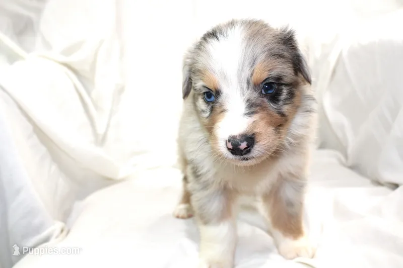 Dallas – Australian Shepherd puppy for sale in Russellville, KY