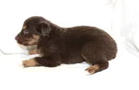 Reno, a male Australian Shepherd for sale in Russellville, KY – 3 of 3
