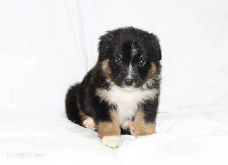 Tucson – Australian Shepherd puppy for sale in Russellville, KY