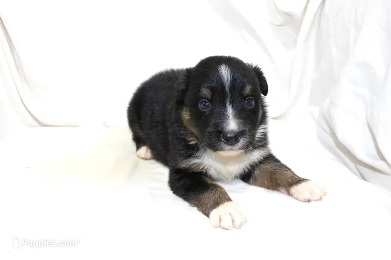 Tucson – Australian Shepherd puppy for sale in Russellville, KY