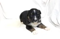 Tucson, a male Australian Shepherd for sale in Russellville, KY – 1 of 3