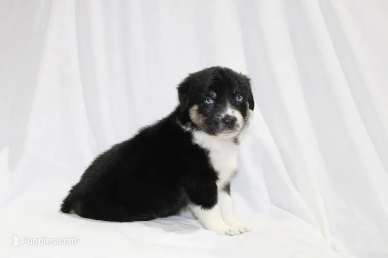 Aspen – Australian Shepherd puppy for sale in Russellville, KY