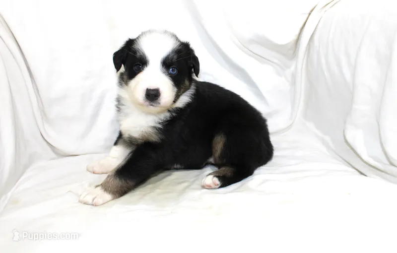 Magnolia – Australian Shepherd puppy for sale in Russellville, KY