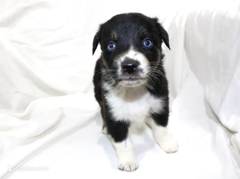 Aspen – Australian Shepherd puppy for sale in Russellville, KY