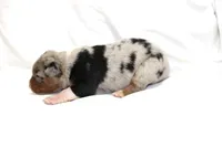 Beau, a male Australian Shepherd for sale in Russellville, KY – 2 of 4