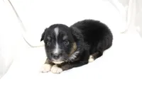 Tucson, a male Australian Shepherd for sale in Russellville, KY – 2 of 3