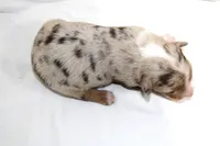 Boone, a male Australian Shepherd for sale in Russellville, KY – 4 of 4