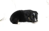 Tucson, a male Australian Shepherd for sale in Russellville, KY – 3 of 3