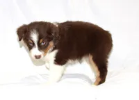 Jolene, a female Australian Shepherd for sale in Russellville, KY – 2 of 3