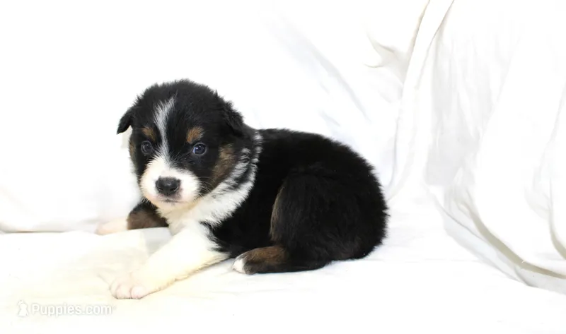 Abilene – Australian Shepherd puppy for sale in Russellville, KY