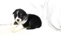 Abilene, a female Australian Shepherd for sale in Russellville, KY – 1 of 3