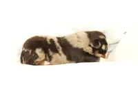 Julep, a female Australian Shepherd for sale in Russellville, KY – Photo 2 of 3