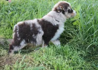 Julep, a female Australian Shepherd for sale in Russellville, KY – Photo 2 of 4