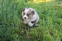 Julep, a female Australian Shepherd for sale in Russellville, KY – Photo 4 of 4