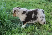 Julep, a female Australian Shepherd for sale in Russellville, KY – Photo 3 of 4