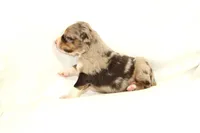 Julep, a female Australian Shepherd for sale in Russellville, KY – Photo 3 of 3