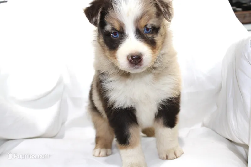Julep – Australian Shepherd puppy for sale in Russellville, KY