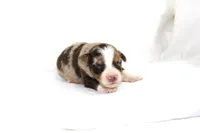 Julep, a female Australian Shepherd for sale in Russellville, KY – Photo 1 of 3