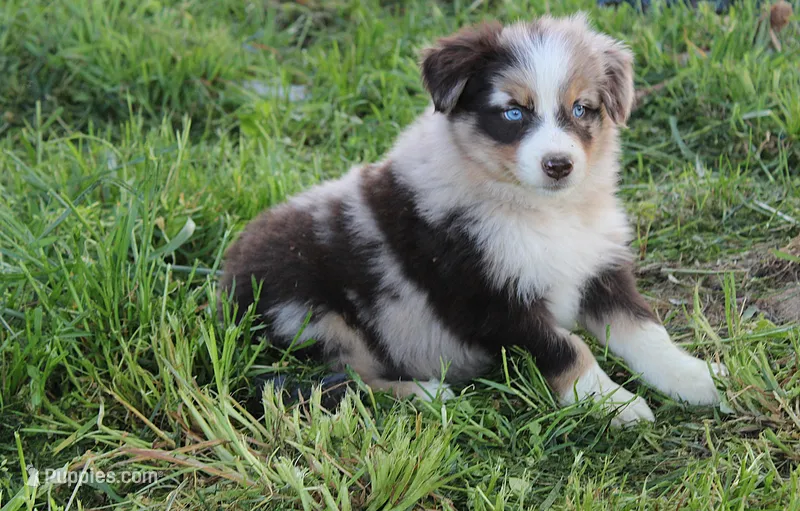 Julep, a female Australian Shepherd for sale in Russellville, KY – Photo 1 of 4
