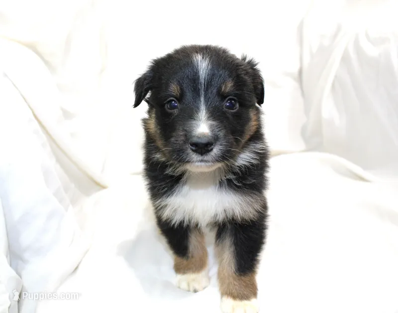 Tucson – Australian Shepherd puppy for sale in Russellville, KY