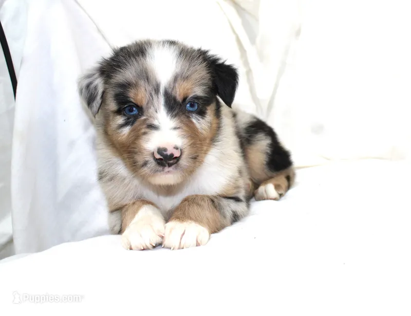 Denver – Australian Shepherd puppy for sale in Russellville, KY