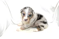 Dallas, a male Australian Shepherd for sale in Russellville, KY – 2 of 3