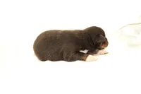 Bourbon, a male Australian Shepherd for sale in Russellville, KY – Photo 2 of 3