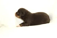 Bourbon, a male Australian Shepherd for sale in Russellville, KY – Photo 3 of 3