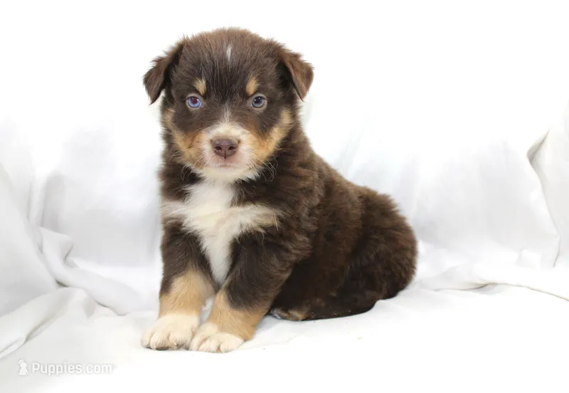 Bourbon – Australian Shepherd puppy for sale in Russellville, KY