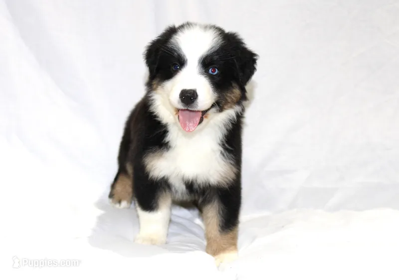 Magnolia – Australian Shepherd puppy for sale in Russellville, KY