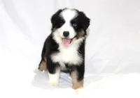 Magnolia, a female Australian Shepherd for sale in Russellville, KY – 1 of 3