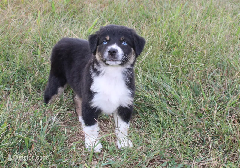 Aspen – Australian Shepherd puppy for sale in Russellville, KY