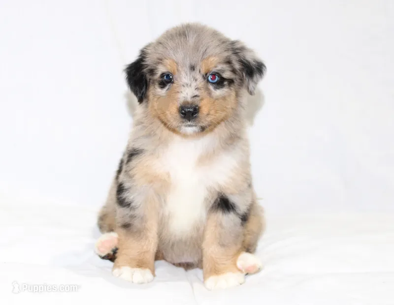 Laramie – Australian Shepherd puppy for sale in Russellville, KY