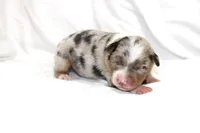 Beau, a male Australian Shepherd for sale in Russellville, KY – 4 of 4