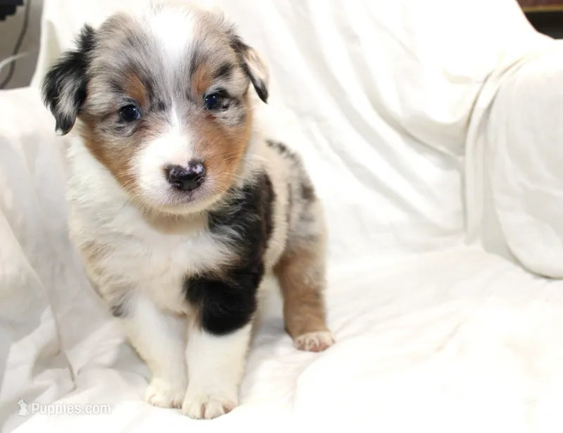 Beau – Australian Shepherd puppy for sale in Russellville, KY
