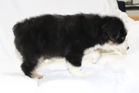 Magnolia, a female Australian Shepherd for sale in Russellville, KY – 3 of 3