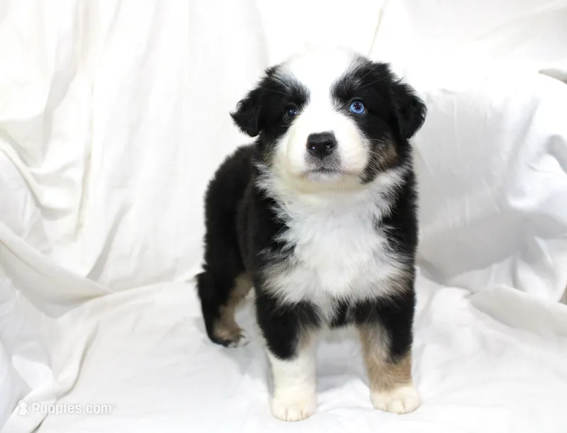 Magnolia – Australian Shepherd puppy for sale in Russellville, KY