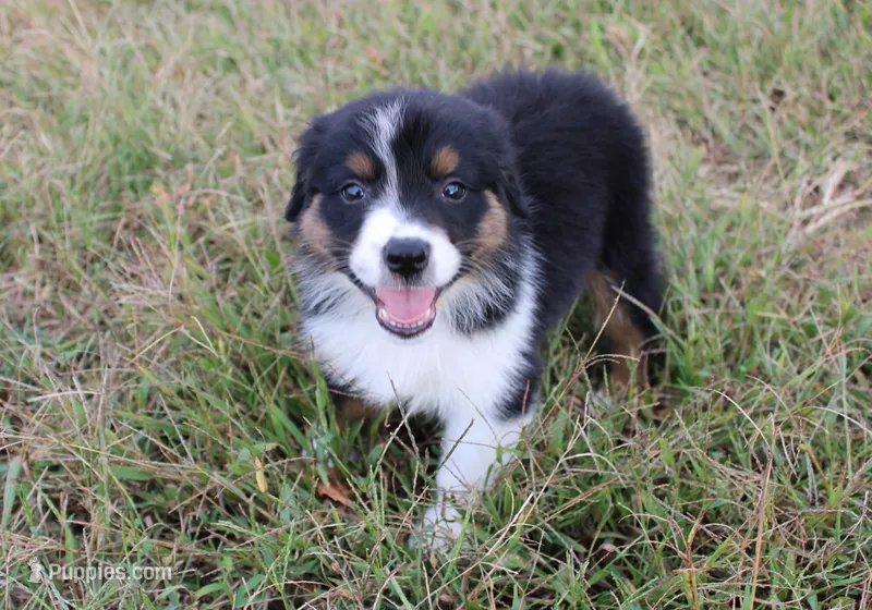 Abilene – Australian Shepherd puppy for sale in Russellville, KY