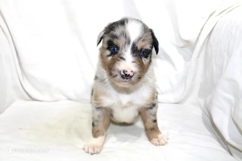 Denver – Australian Shepherd puppy for sale in Russellville, KY