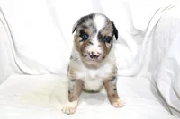 Denver, a male Australian Shepherd for sale in Russellville, KY – 1 of 3