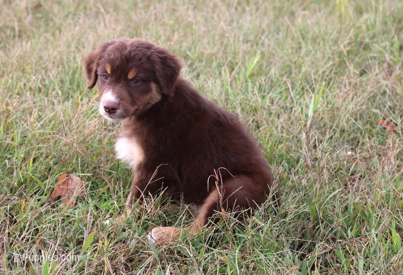 Reno – Australian Shepherd puppy for sale in Russellville, KY