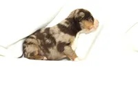 Mammoth, a male Australian Shepherd for sale in Russellville, KY – Photo 2 of 4