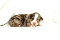 Mammoth, a male Australian Shepherd for sale in Russellville, KY – Photo 1 of 4