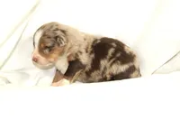 Mammoth, a male Australian Shepherd for sale in Russellville, KY – Photo 4 of 4