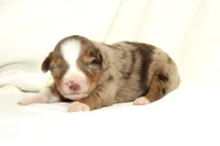 Banjo, a male Australian Shepherd for sale in Russellville, KY – Photo 3 of 3