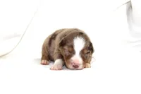 Banjo, a male Australian Shepherd for sale in Russellville, KY – Photo 2 of 3