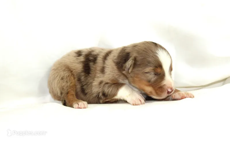 Banjo – Australian Shepherd puppy for sale in Russellville, KY